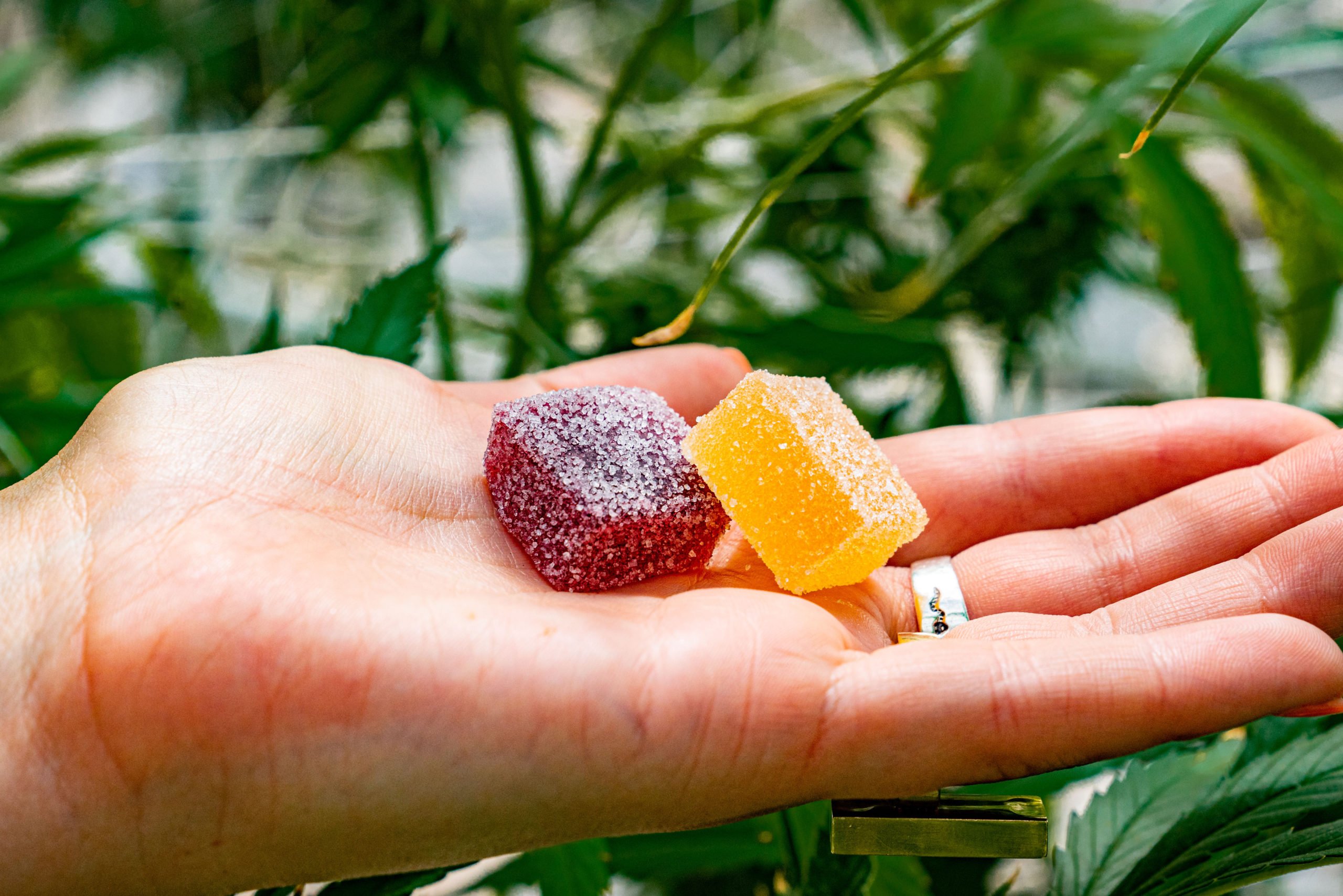 How Long Do Edibles Last? It Could Be up to 12 Hours